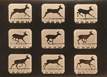 Image Sequence of a Running Deer, 